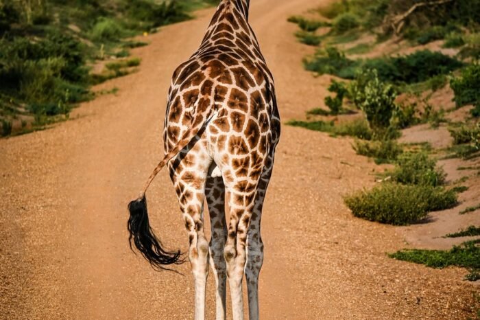 10 Day Best Of Uganda Safari Tour