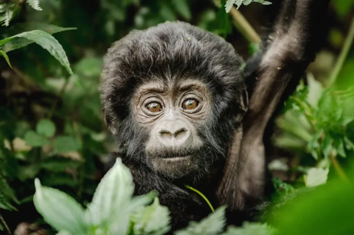 Bwindi