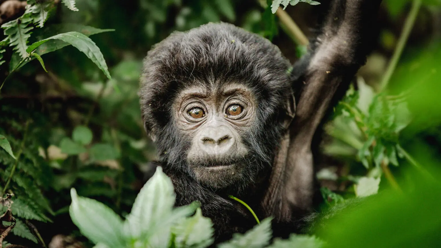 a baby gorilla in Bwindi Impenetrable Forest