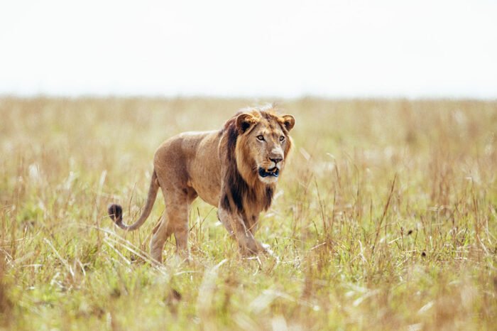 3-Day Queen Elizabeth Safari