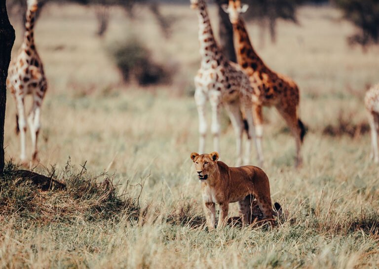 uganda-lioness.jpg
