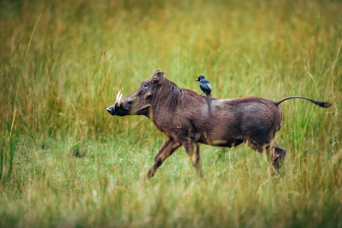 6-Day Rwanda And Uganda Safari