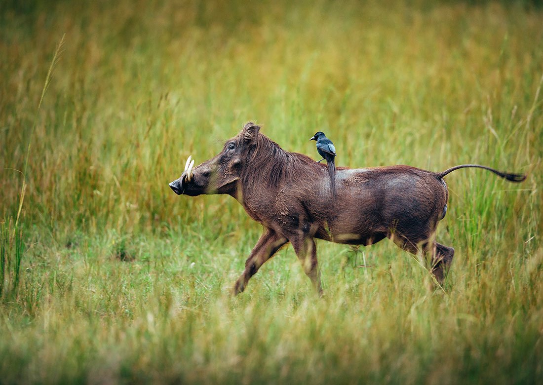 uganda-warthog