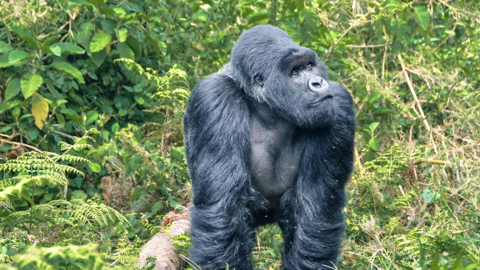 3 Day Gorilla Trekking in Uganda from Kigali