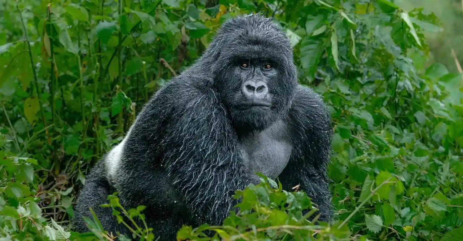 gorilla trekking in Uganda from Kigali