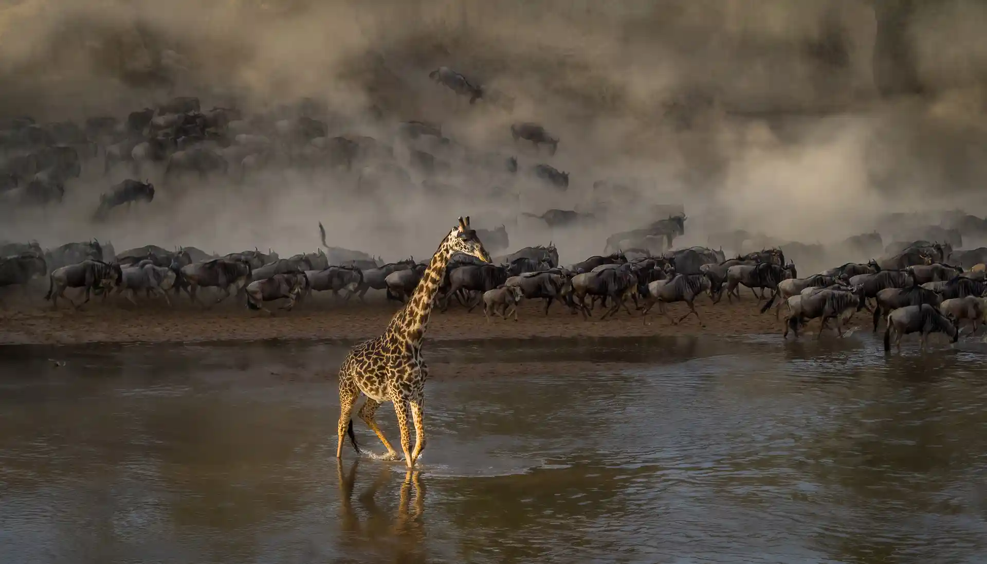 Tanzania safaris and tours; Giraffe and wildebeest crossing the Mara River in Serengeti National Park