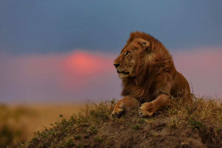 Kenya Safaris