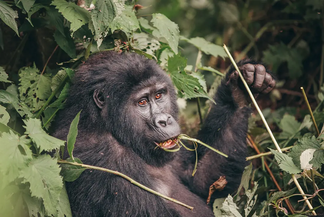 3 Day Gorilla Trekking Uganda