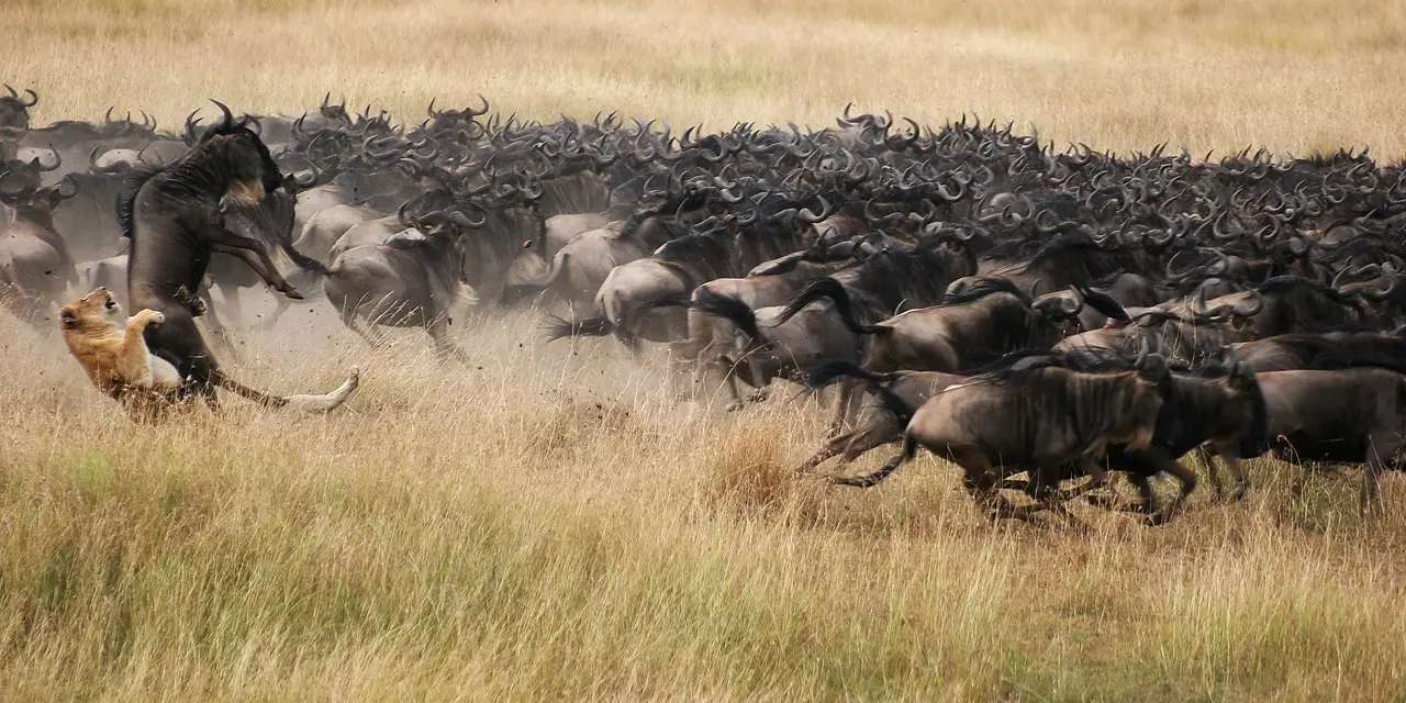 8 Day Kenya Wildlife safari – Big 5 & Wildebeest Migration