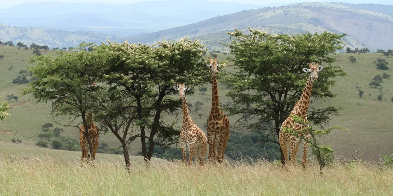 Rwanda safaris