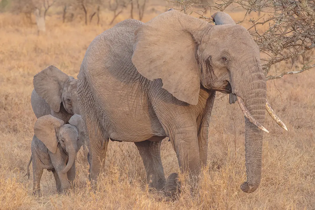 best Tanzania safaris