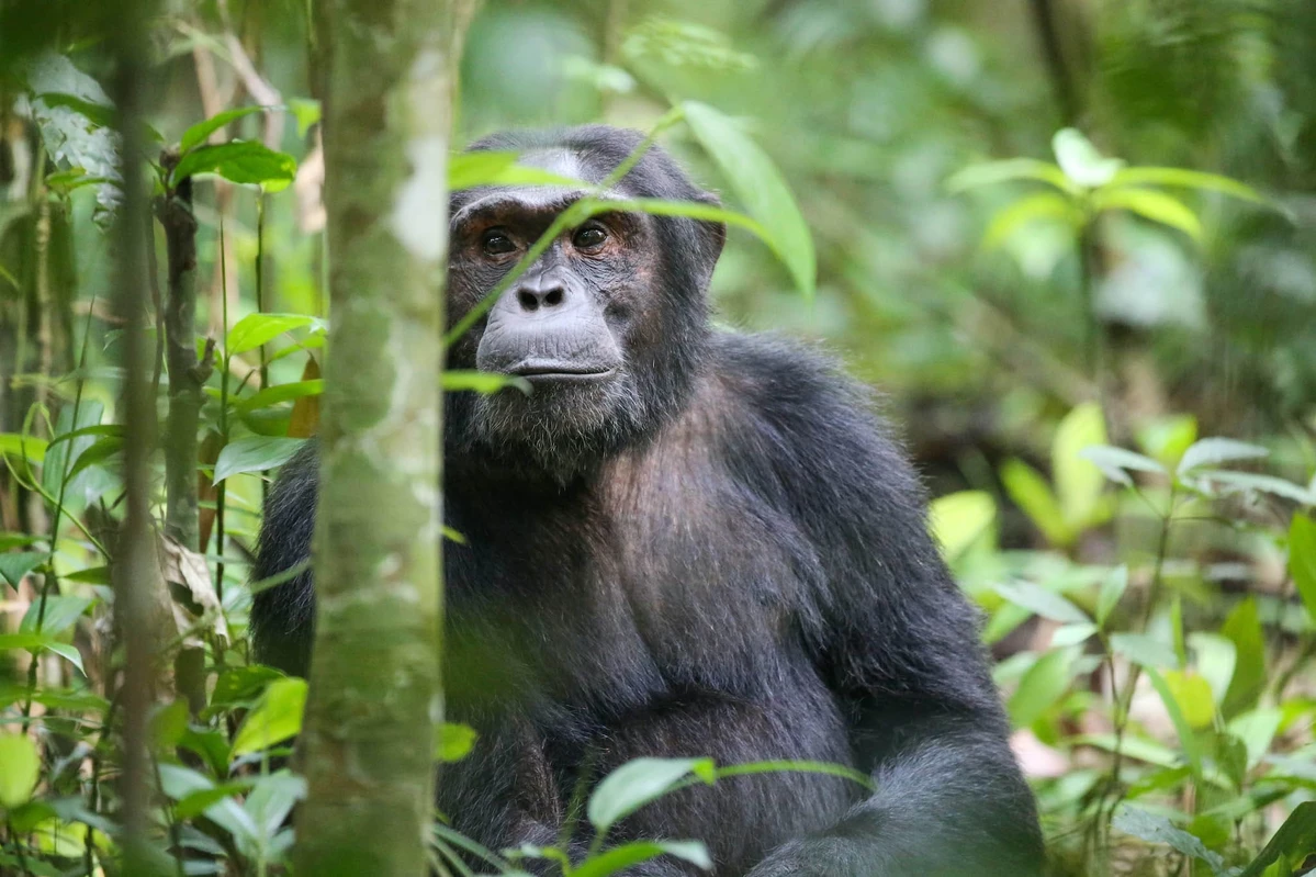 Uganda safaris