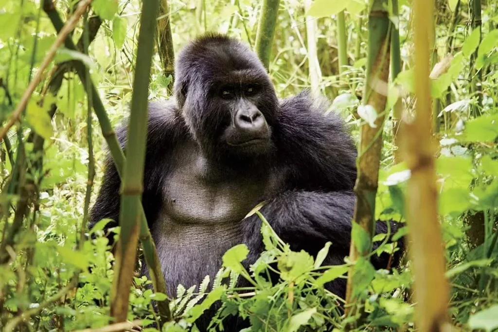 3 Day Uganda Gorilla Trekking