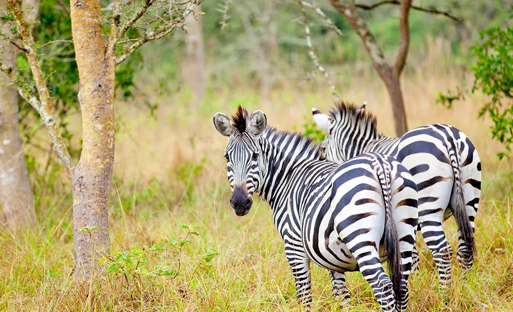 National Parks of Uganda