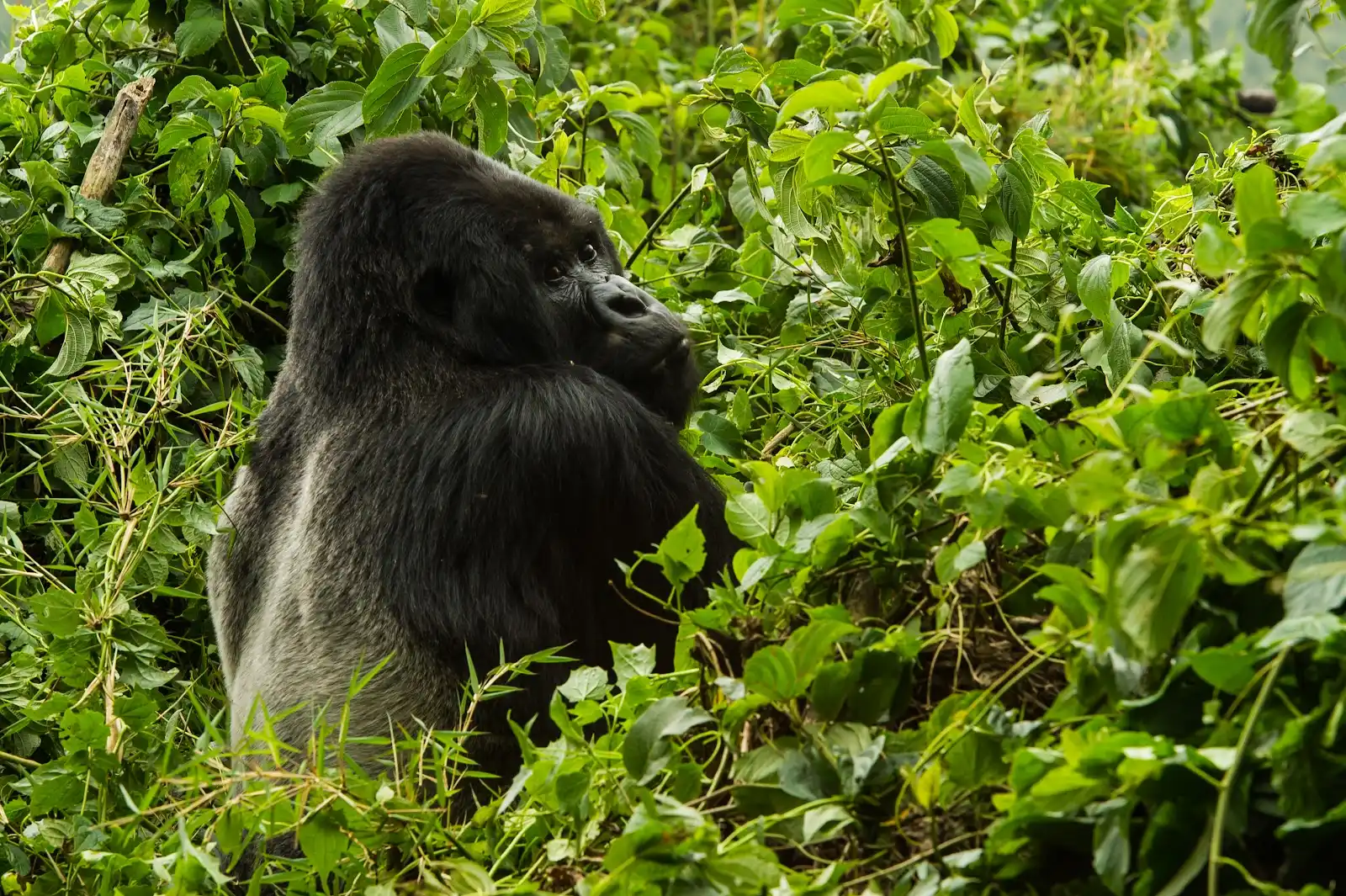 Uganda Safaris