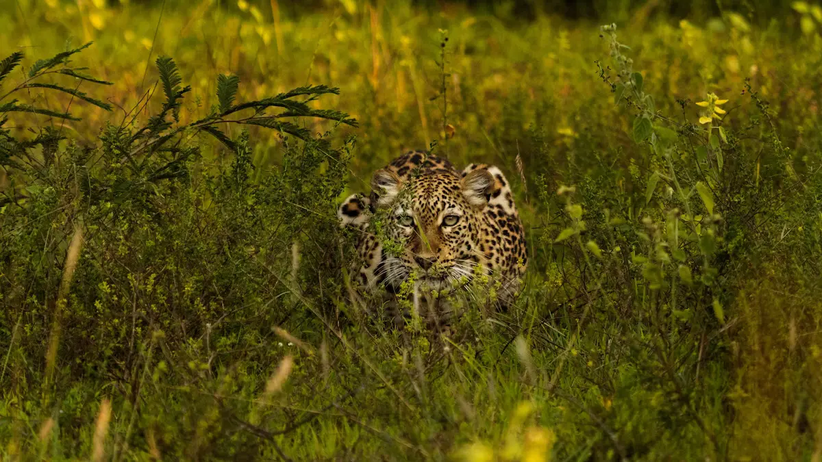 After an early breakfast, set off with packed lunches for a full-day game drive, traversing Akagera from its southern to northern regions, including a stop at Giraffe Valley. The park’s varied landscapes—ranging from savannah and woodlands to wetlands and numerous lakes—are teeming with wildlife, including the Big 5. On the return to the lodge, enjoy additional wildlife sightings along the way. Accommodation Options Midrange: Akagera Rhino Lodge/ Dereva Hotel Luxury: Mantis Akagera Game Lodge/ Ruzizi Tented Lodge Meals: Breakfast, Lunch, & Dinner