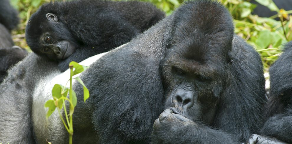 2 Day Rwanda Gorilla Trekking Adventure