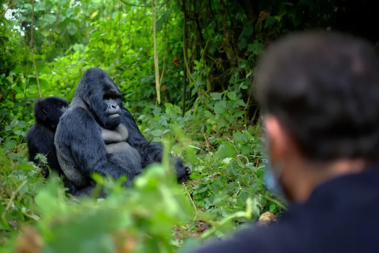 Gorilla trekking