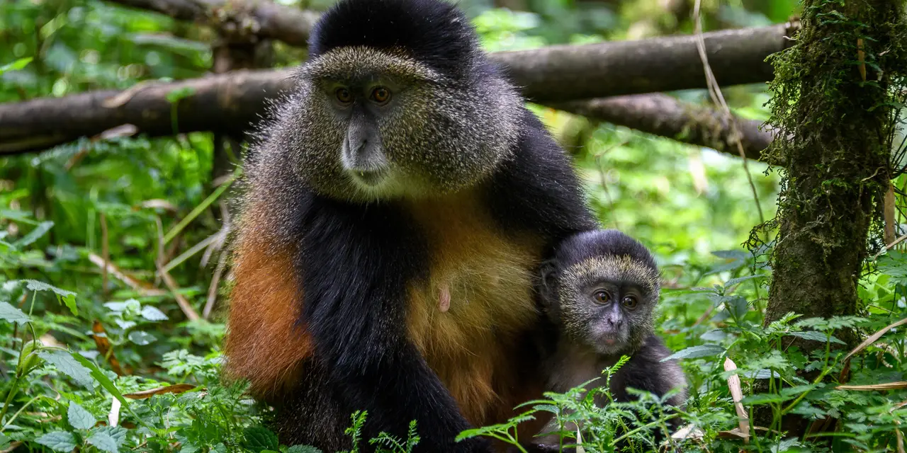 3 Day Gorilla and Golden Monkey Trekking Tour Rwanda