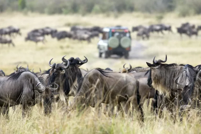 Masai Mara Safari