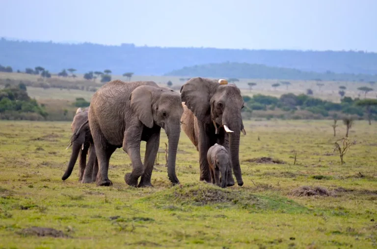 ]Masai Mara Safari Tour