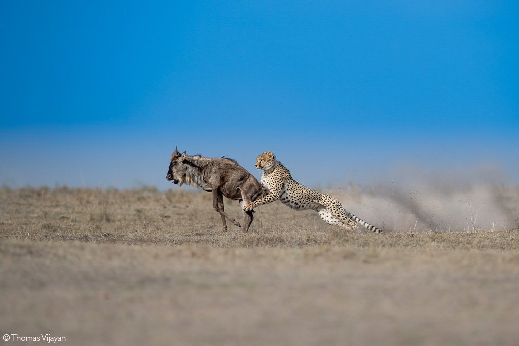 4 Days Private Safari to Maasai Mara