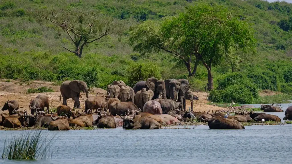 3 Days Queen Elizabeth National Park safari Uganda Safari