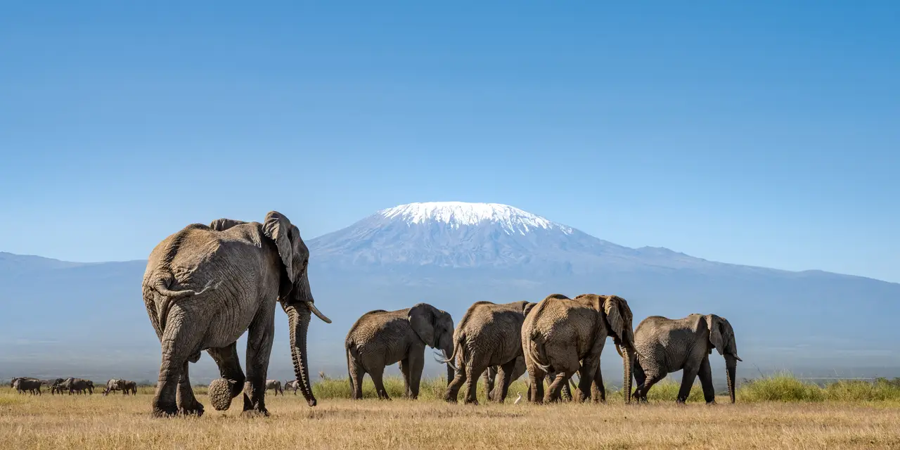 Kenya Safaris