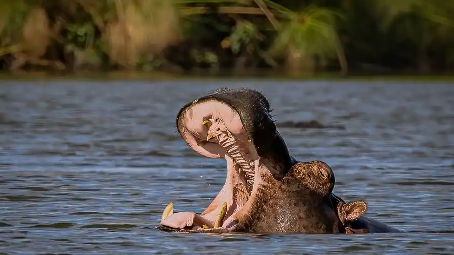 10 Day Best Of Uganda Safari Tour