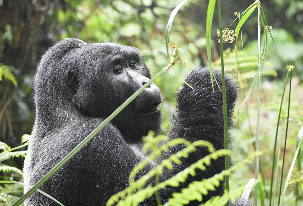 Best Rwanda Safaris