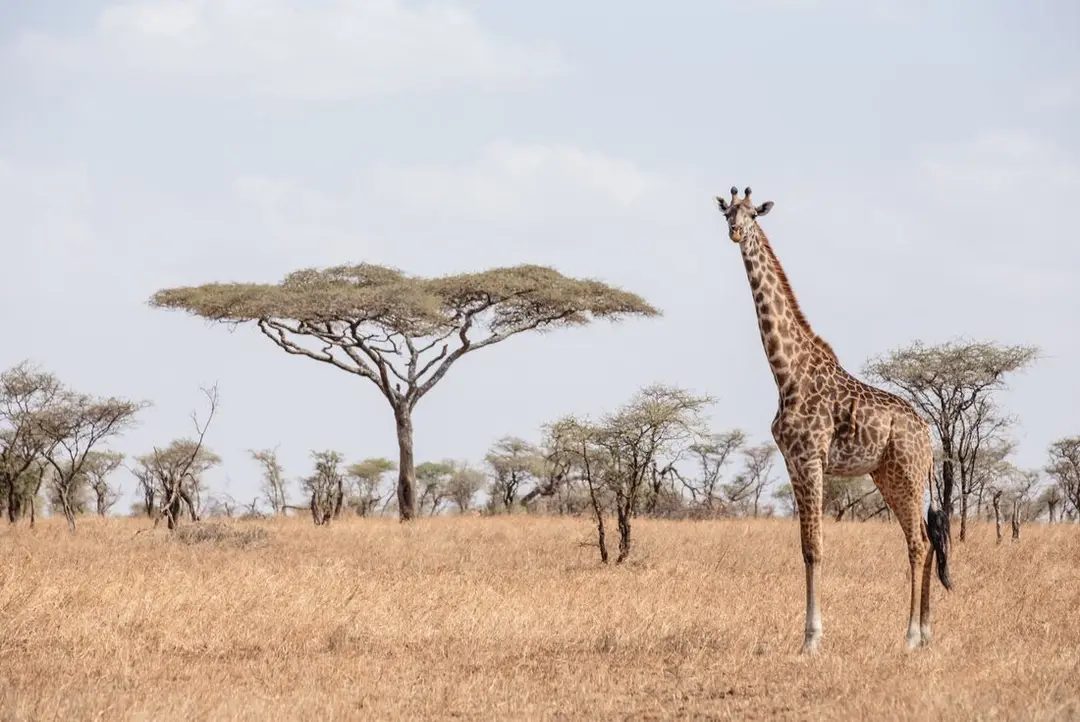 6 Days Tanzania safari tours