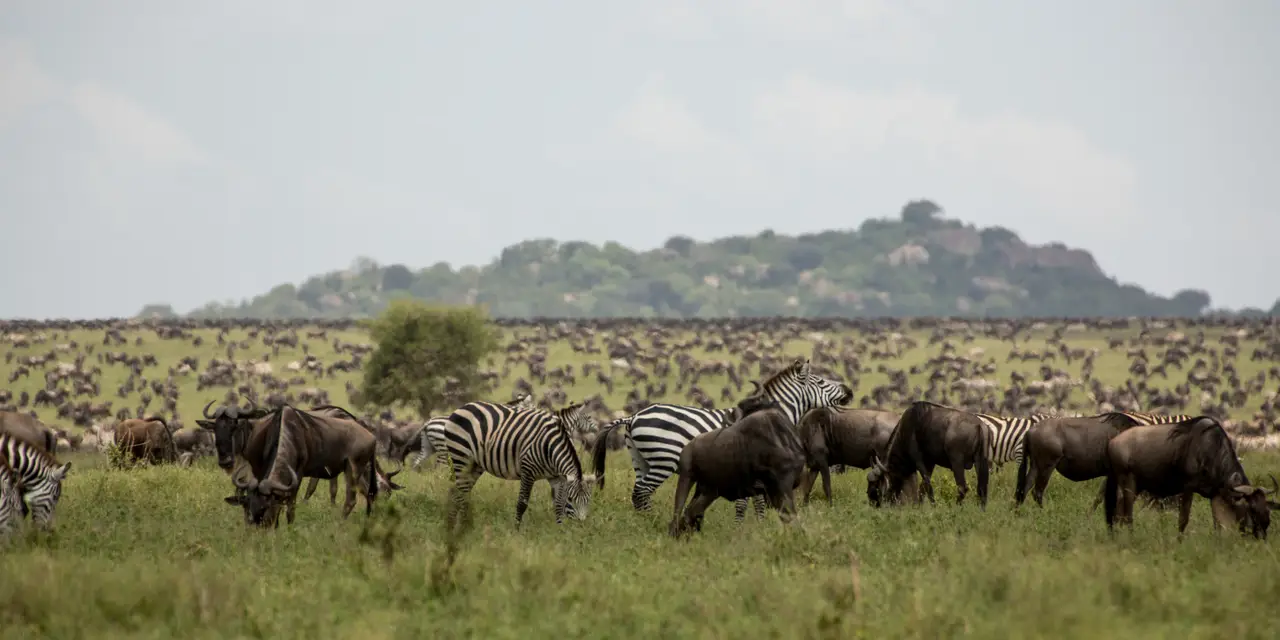 7 Day Amazing Tanzania Northern Circuit Safari