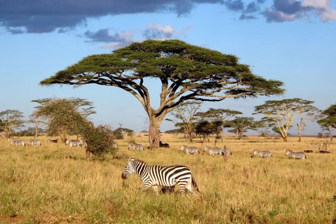 8 Day Tanzania Safari