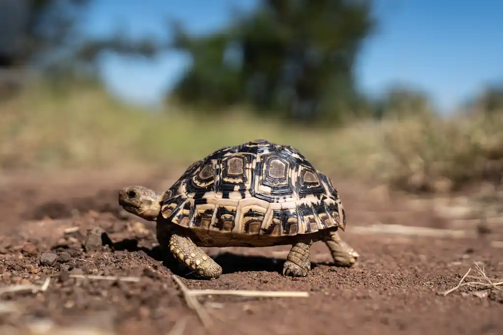 greenway Nature tours