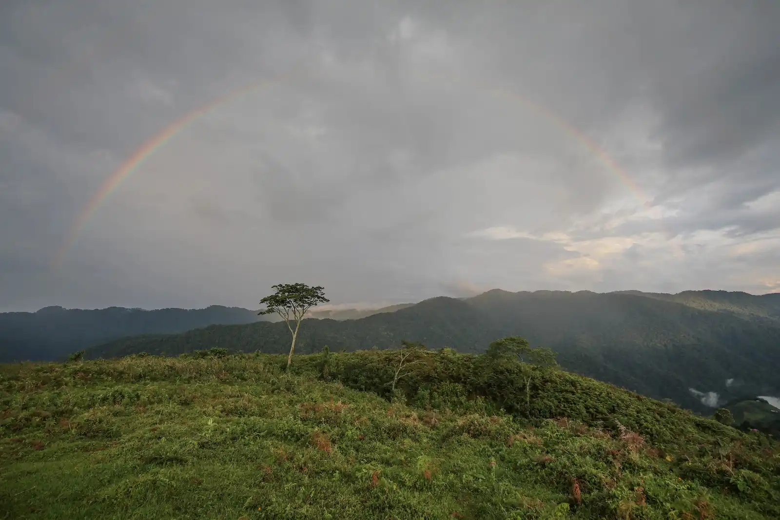 How difficult Is Gorilla Trekking?