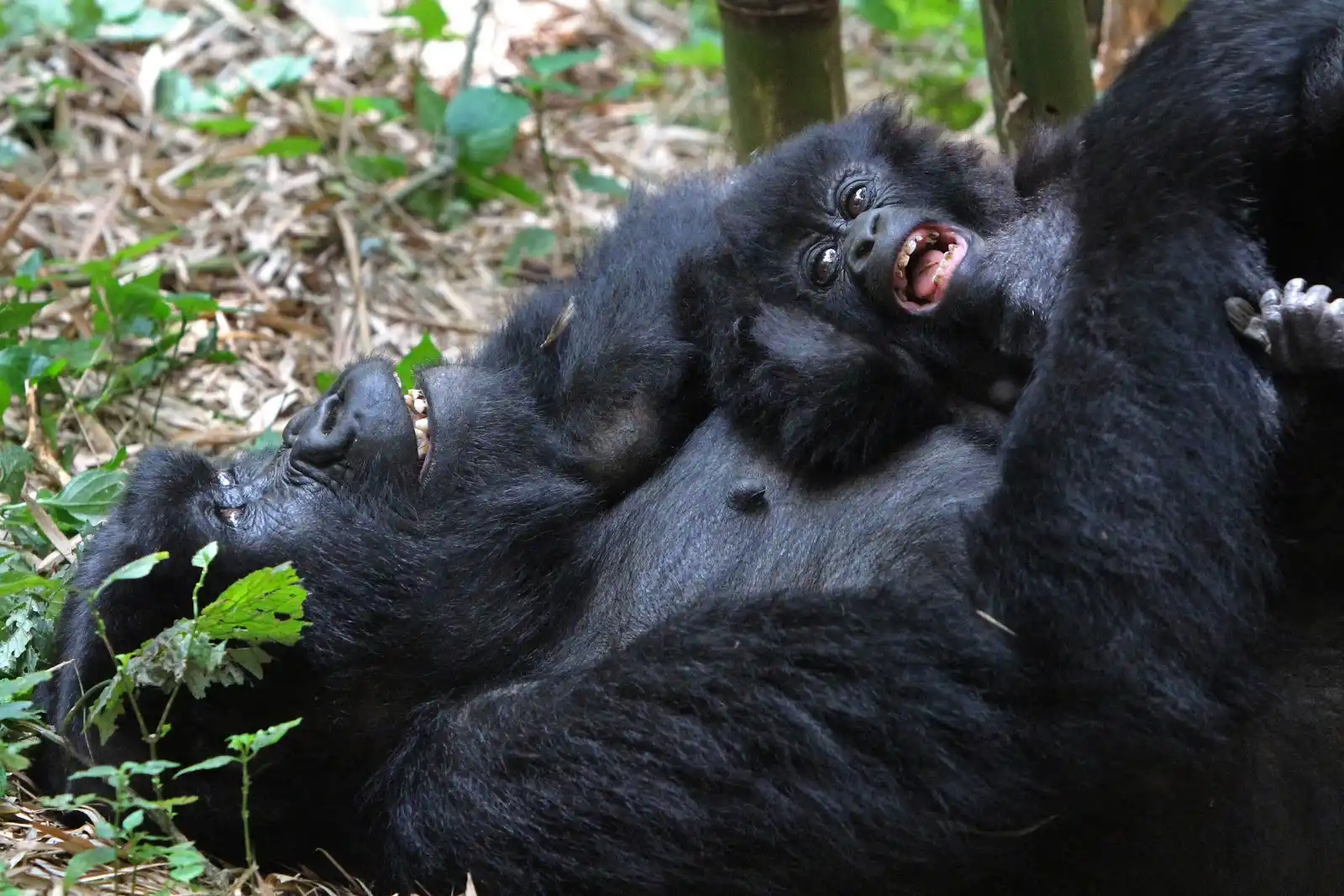 Gorilla Trekking difficulty