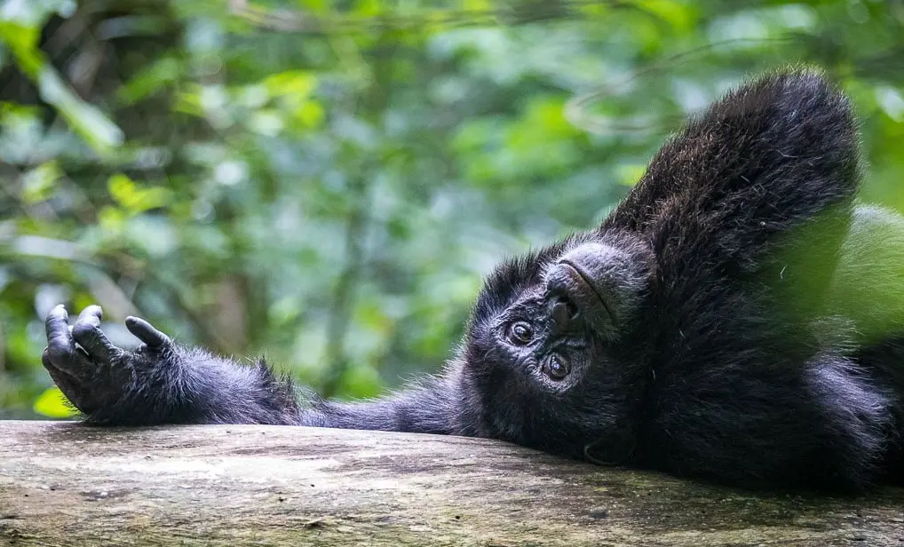 What Should You Expect on a Kibale Forest Chimp Trek?