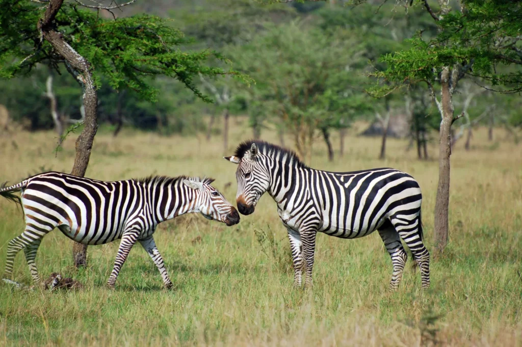 10 Days Uganda safaris