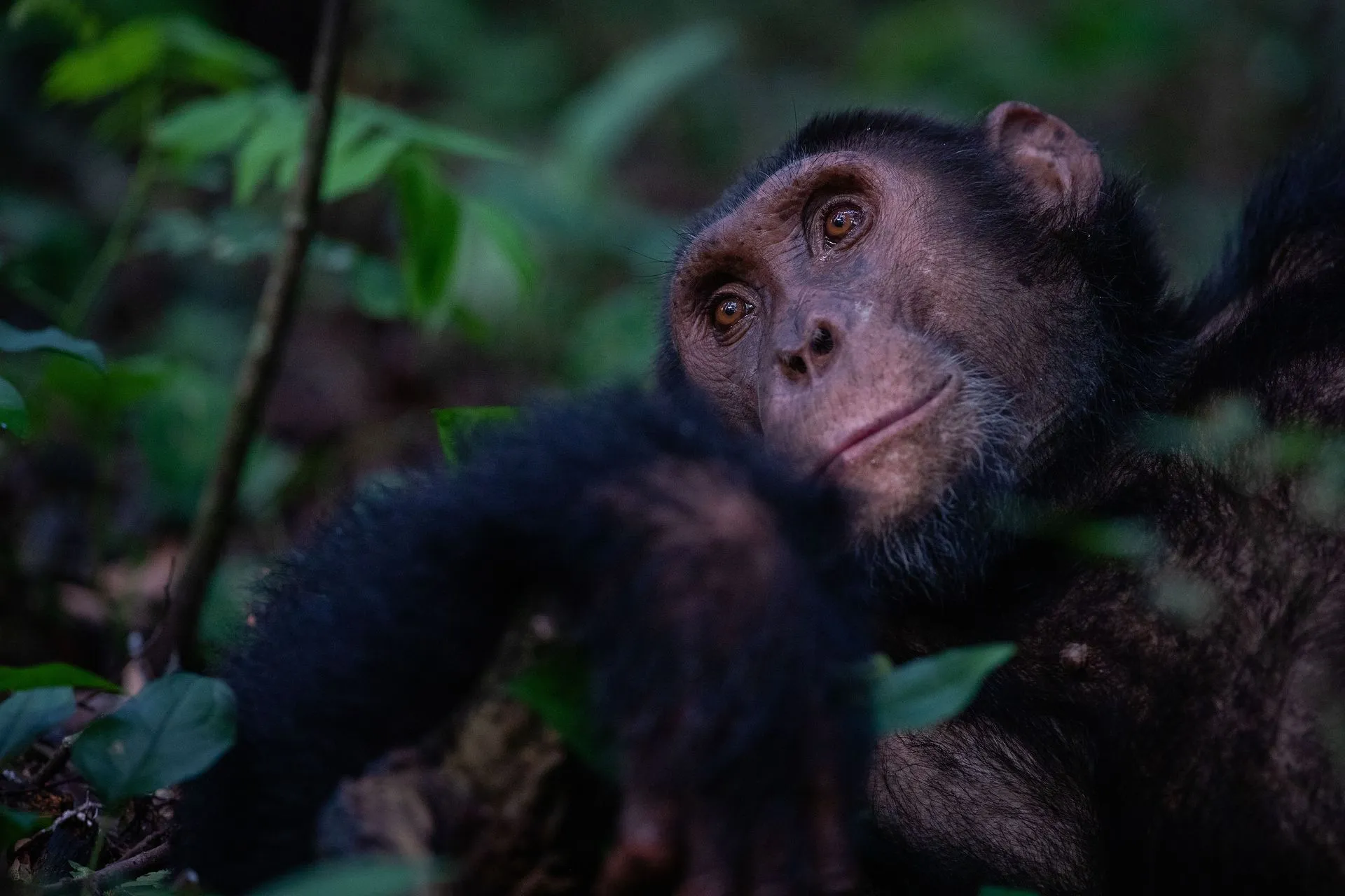 What Should You Expect on a Kibale Forest Chimp Trek?