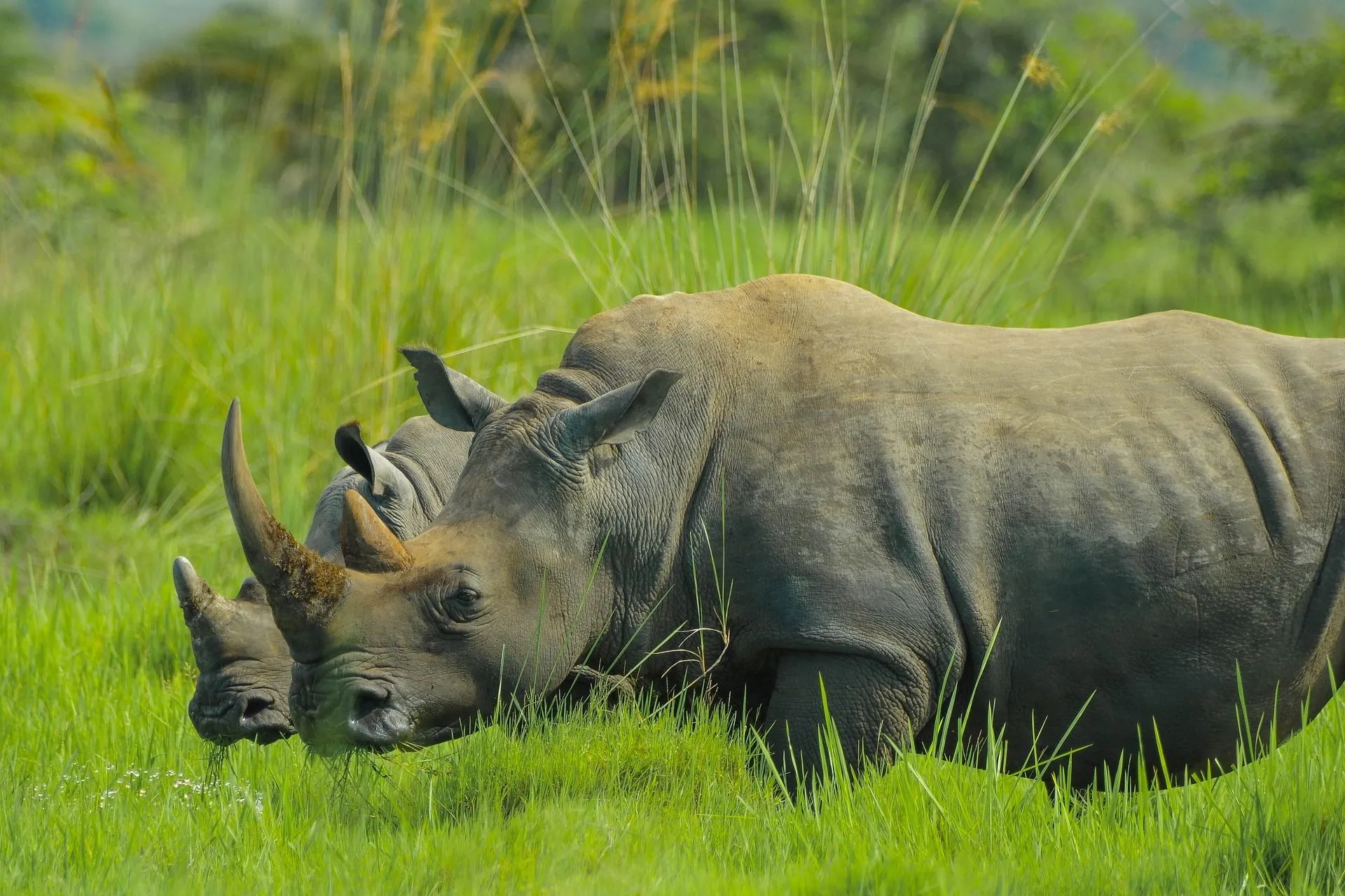 7 Days Uganda safaris