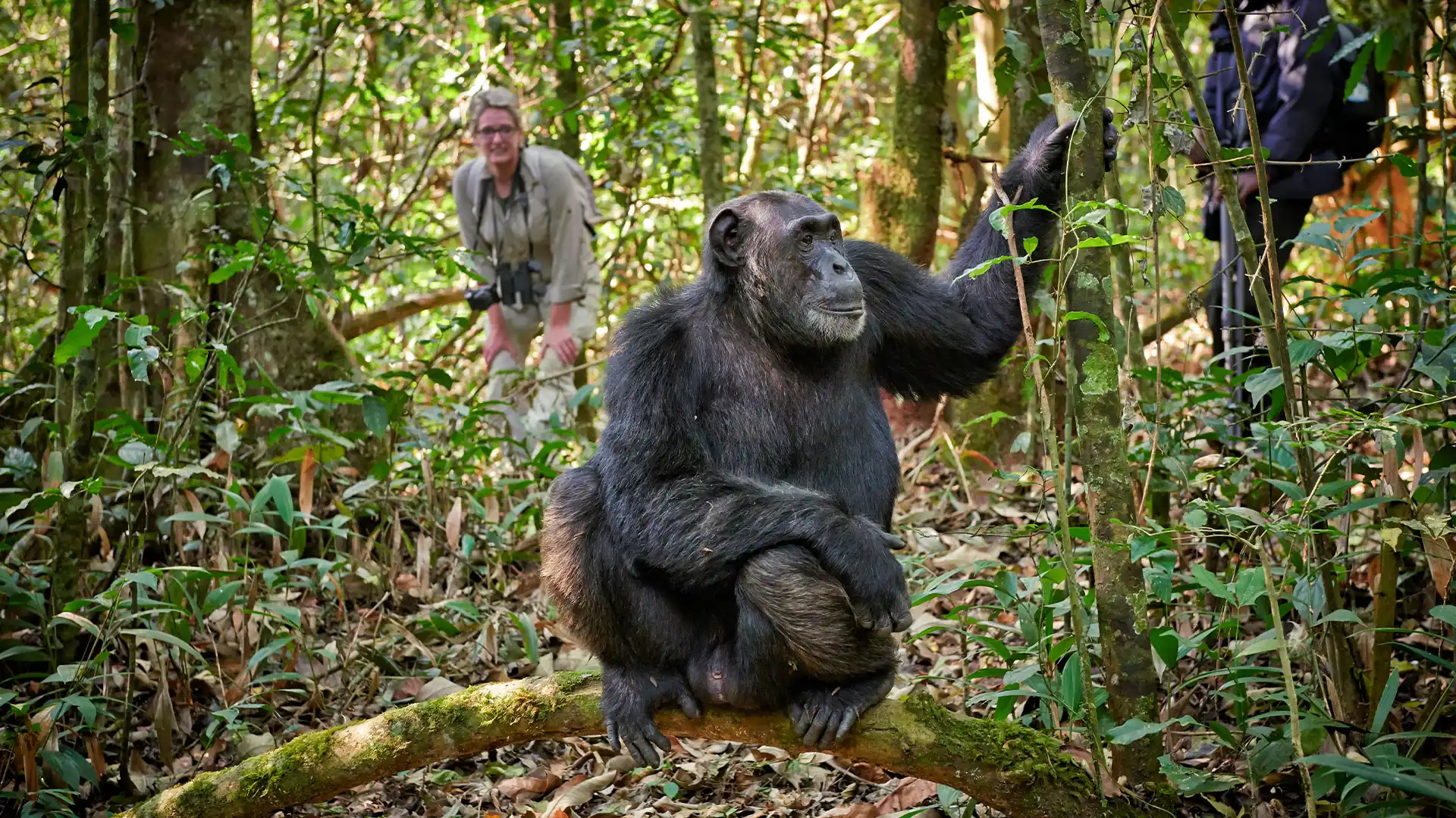 What Should You Expect on a Kibale Forest Chimp Trek?