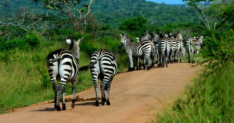 Lake Mburo