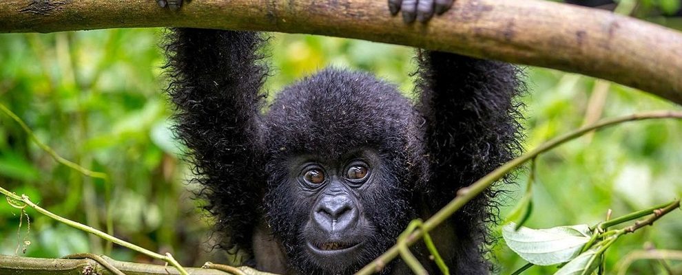 3 Day Gorilla Trekking in Uganda