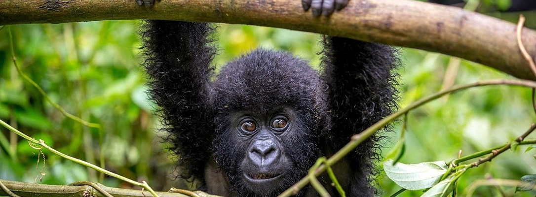 3 Day Gorilla Trekking in Uganda