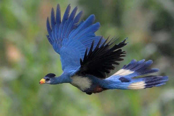 Uganda birding tours