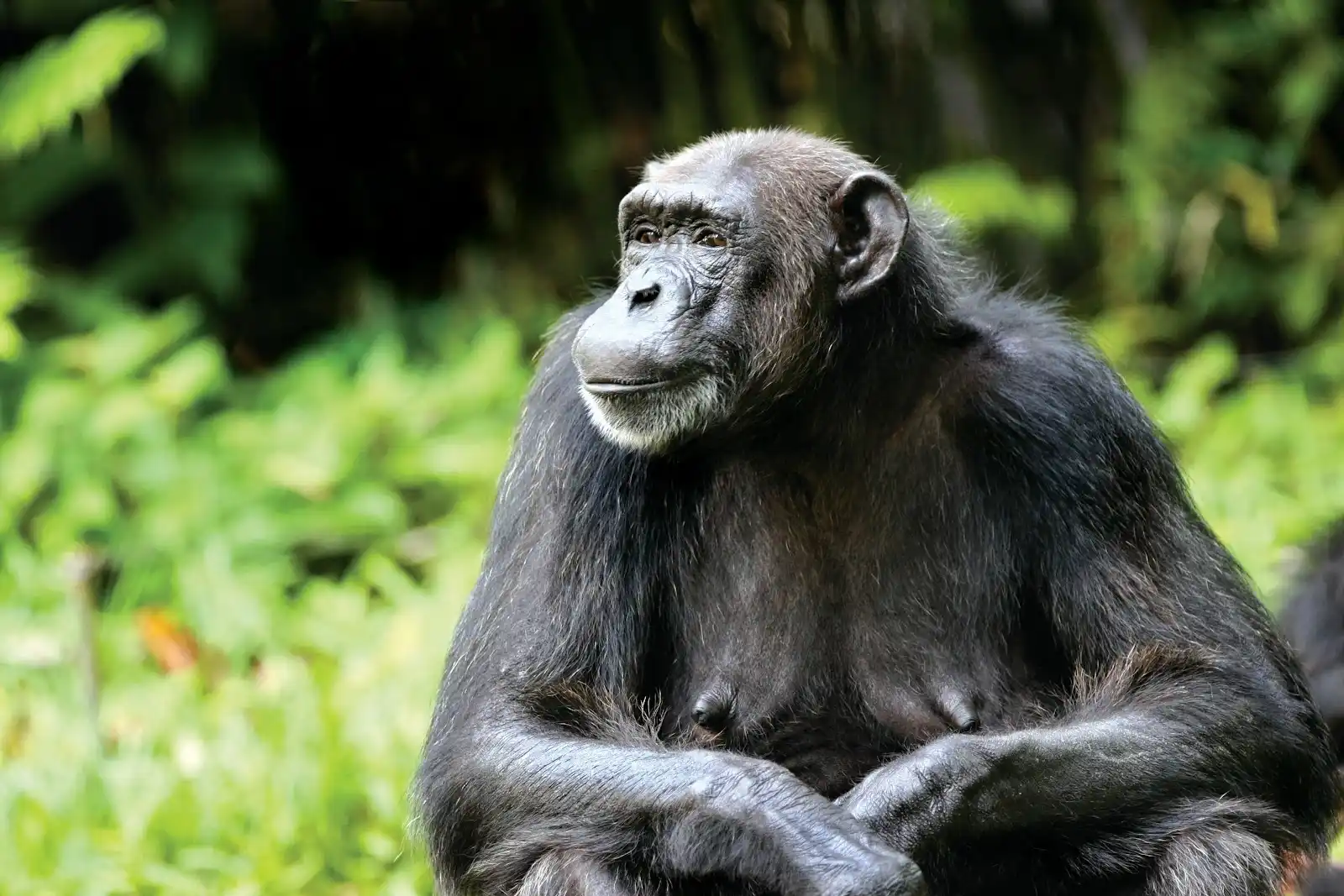 Chimpanzee trekking in Uganda