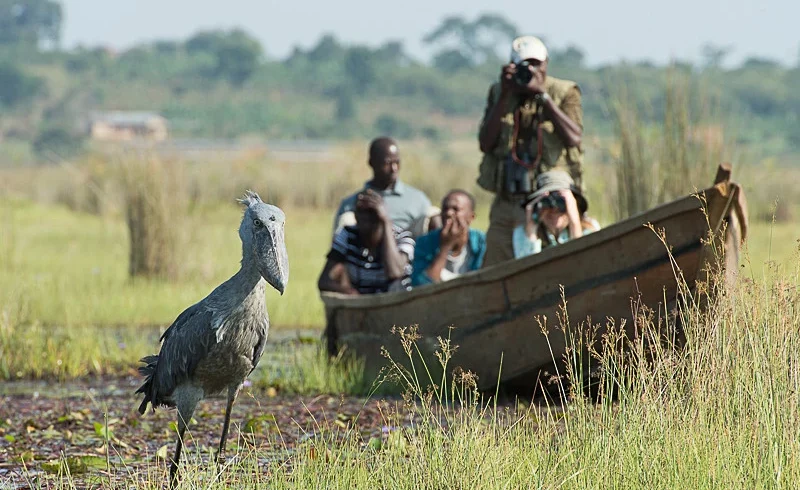 Uganda birding tours