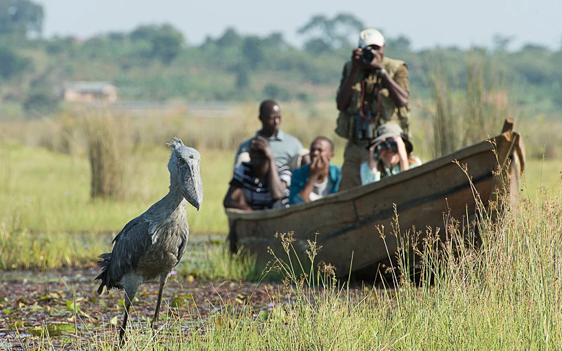 Uganda birding tours