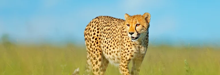 cheetah