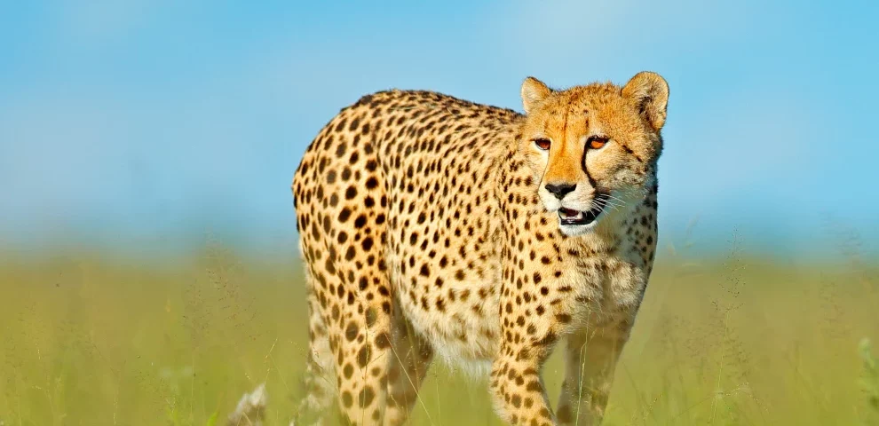 Tanzania safaris